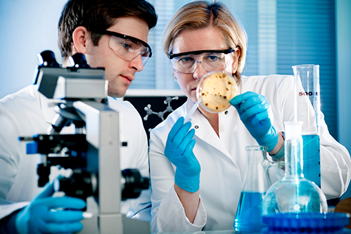 Scientist testing samples in Petri dish